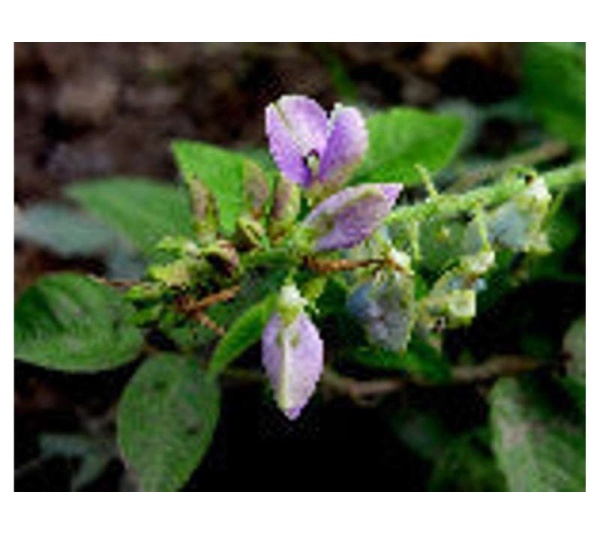 Tummy Gladiator - Digestion, Adjunctive Reflux & Urinary Tract Support* - Cat / 90 caps/ 250 mg/ Size 3