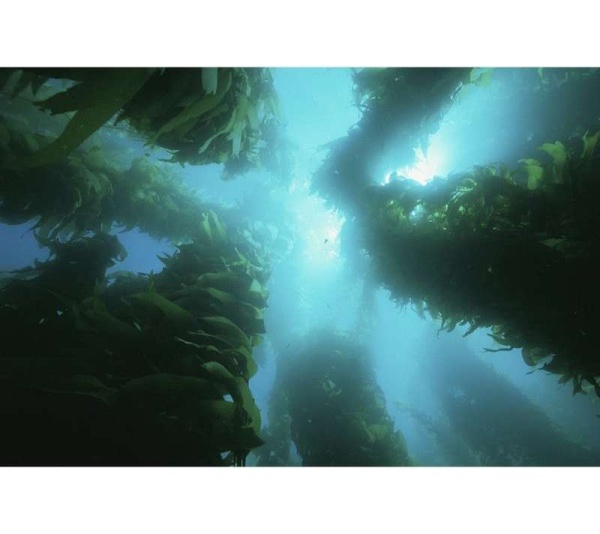 Yelp For Kelp - Omega 3 & 6 Thyroid & Whole Body Multi-Mineral, Vitamin & Dental Support* - DOG/ 150 caps / 500 mg / Size 1