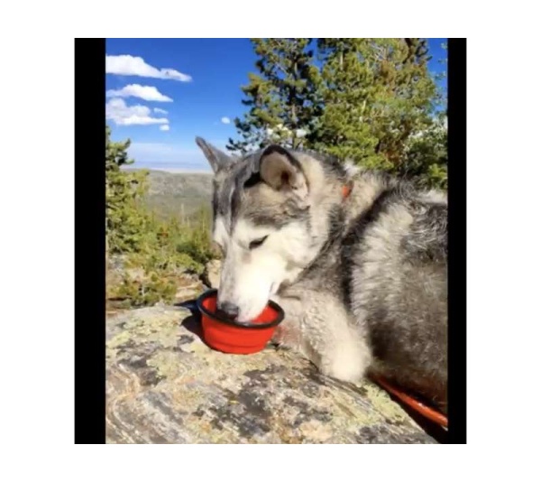 Single Blue Silicone Collapsible Travel Bowl - 12oz