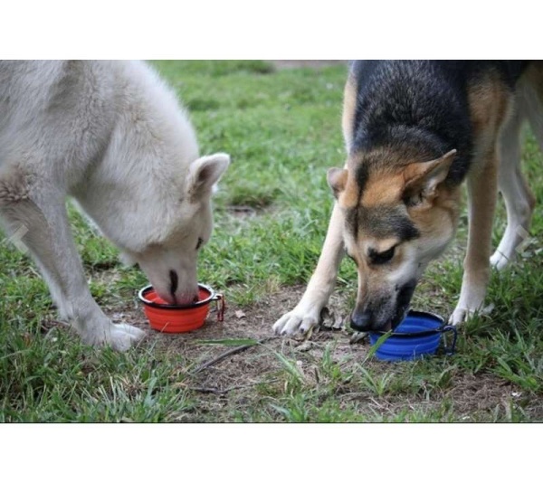 Single Blue Silicone Collapsible Travel Bowl - 12oz