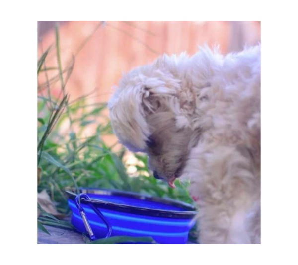 Single Blue Silicone Collapsible Travel Bowl - 12oz