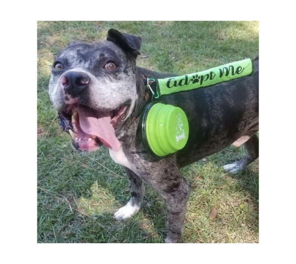 Single Blue Silicone Collapsible Travel Bowl - 12oz