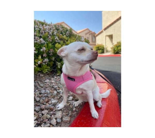 Pink - Mr. Peanut's PupTrek Small Dog/Cat Soft Mesh Step In Harness Vest - XSmall