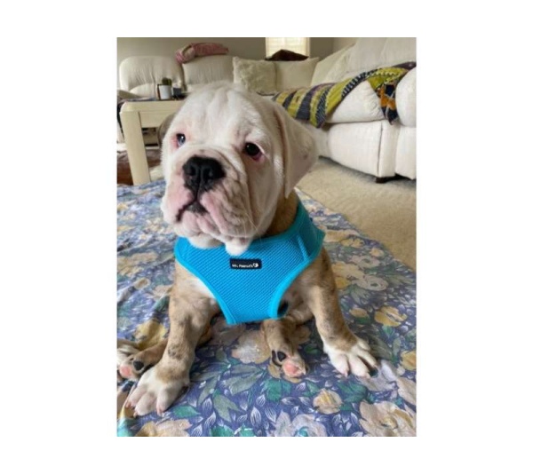 Blue - Mr. Peanut's PupTrek Small Dog/Cat Soft Mesh Step In Harness Vest - Large