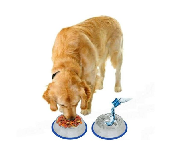 Etched Stainless Steel Dog Bowls with Blue Silicone Base