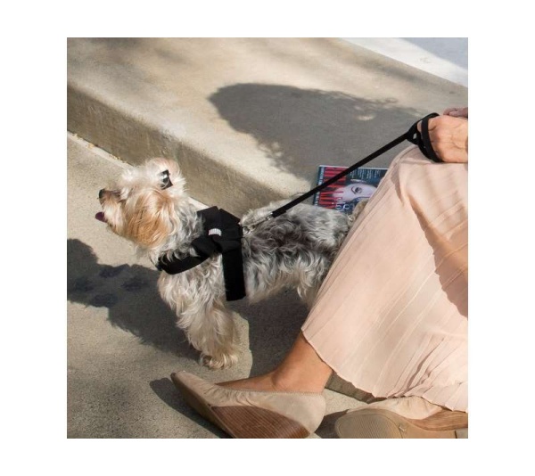 Black - Susan Lanci Designs Plain Leash - 4 FT