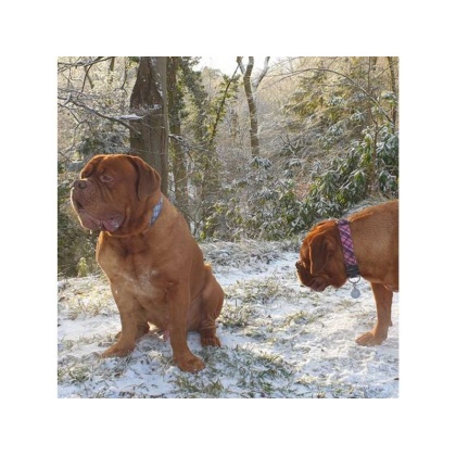 Steel Blue - Plaid Dog Leads  - THIN Lead 5/8" width- 5' length