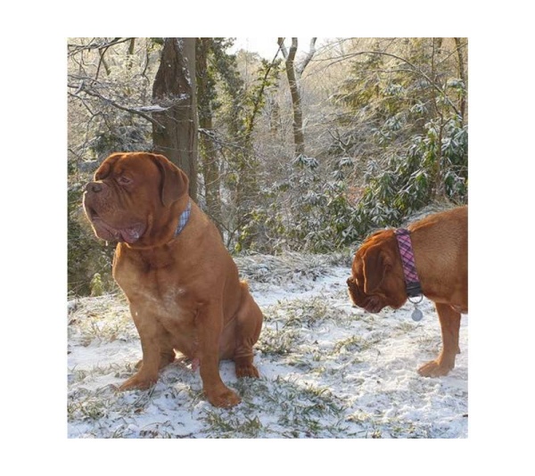 Steel Blue - Plaid Dog Leads  - THIN Lead 5/8" width- 5' length