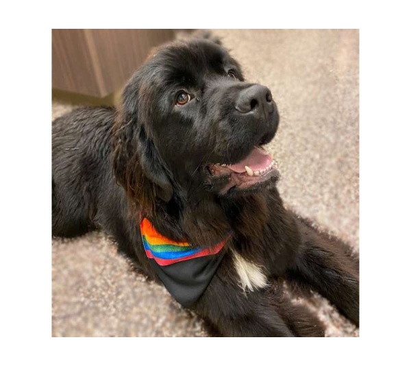 Rainbow Pride - Sport Bandana  - Large