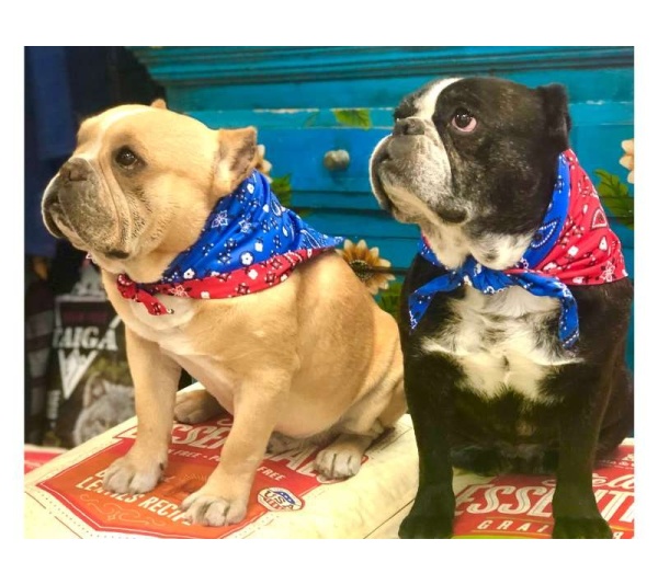 Red/Blue Bandana - Sport Bandana  - Large