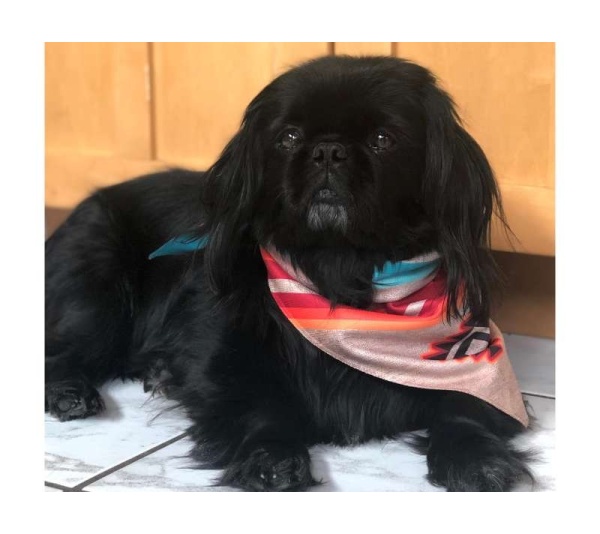 Turquoise Sky/Sky Fire - Sport Bandana  - Large