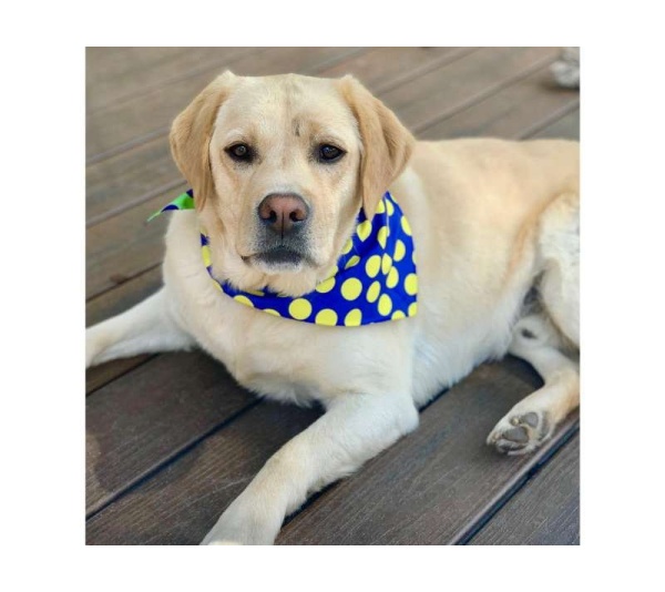 DOT Blue/Green/Yellow - Sport Bandana  - Large