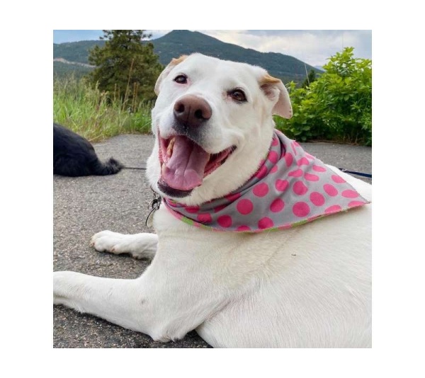 Green/Pink/Grey - Sport Bandana  - Large