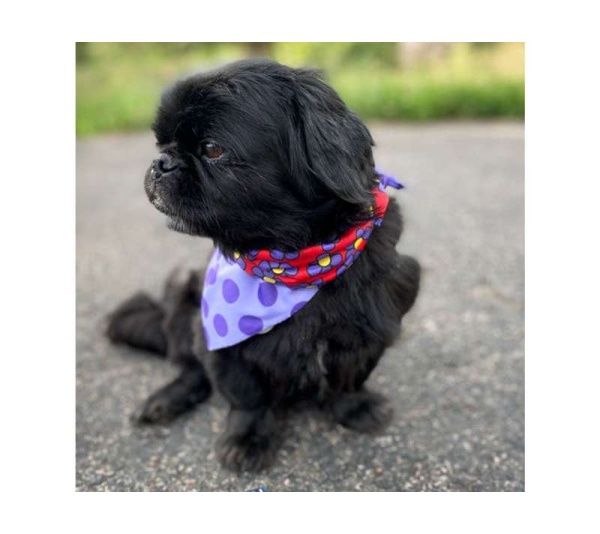 Purple Dots/Daisies - Sport Bandana  - Large