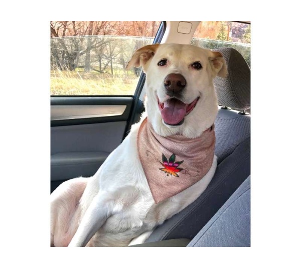 Smokin - Sport Bandana  - Small