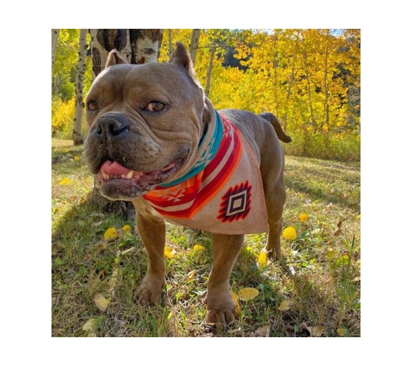 Turquoise Sky/Sky Fire - Sport Bandana  - Small