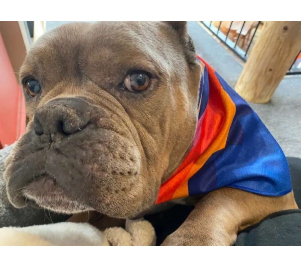 Mountain Purple/Mountain Blue - Sport Bandana  - Small