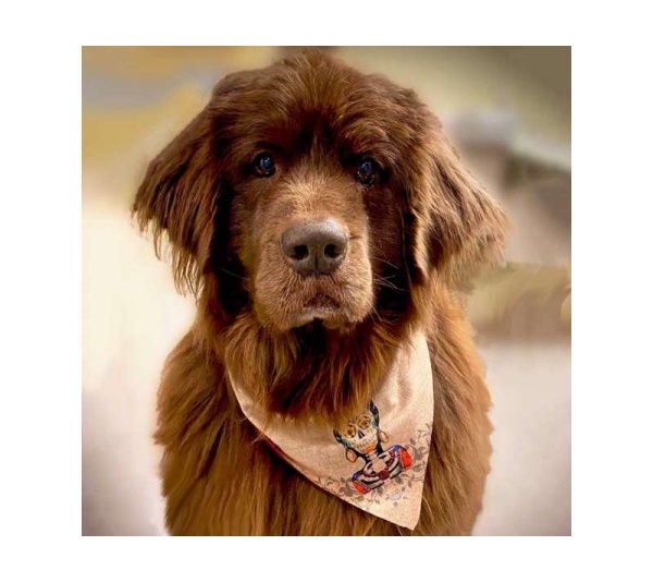 Frida - Sport Bandana  - Small