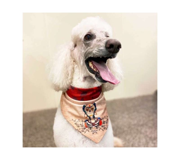 Frida - Sport Bandana  - Small