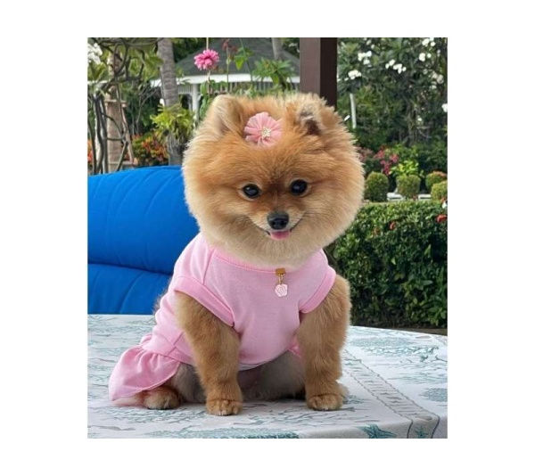 PINK - Cameilla Casual Dress - Small