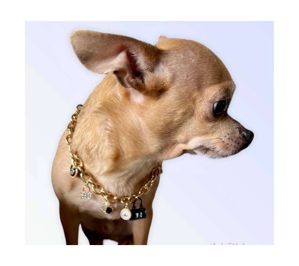 My Dainty Charm Necklace - Medium