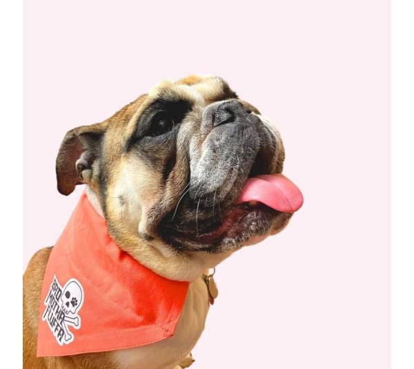 "Bad Motha Fluffa" Orange Collar Bandana - Large