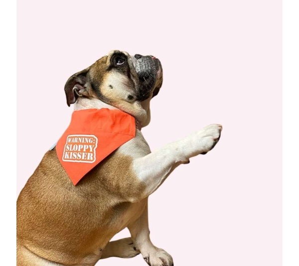 "Warning Sloppy Kisser" Orange Collar Bandana - Large