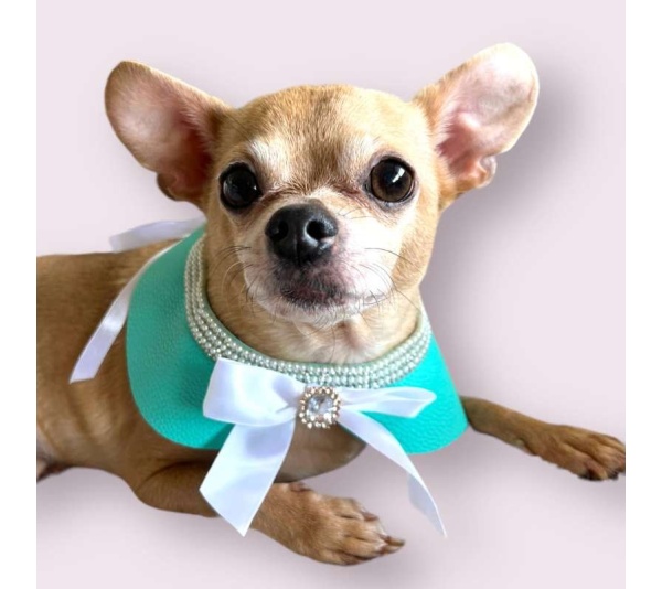 Sniffany Blue Neck Collar- Dog Neck Collar