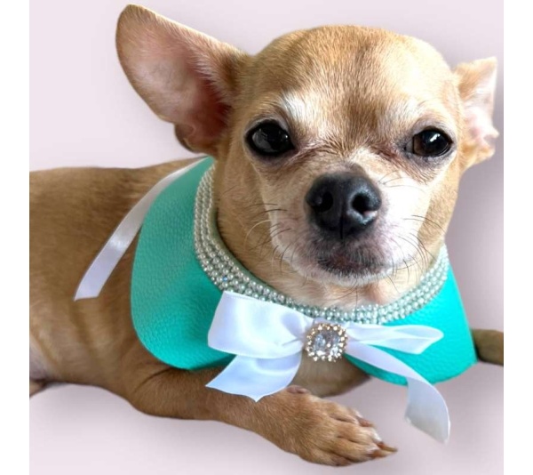 Sniffany Blue Neck Collar- Dog Neck Collar