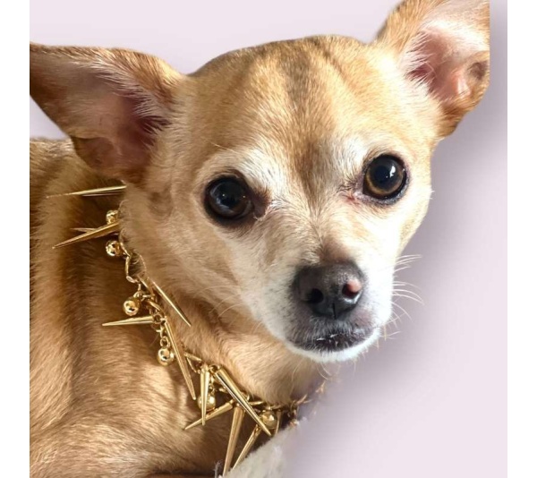 Spikey Stud Chain- Dog Necklace - XL