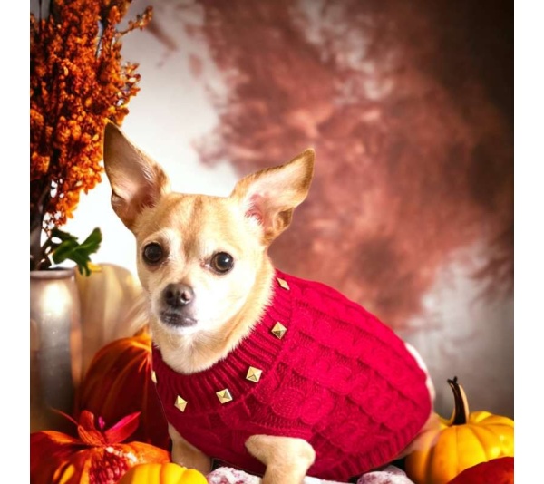 Studded Knit Turtleneck- Dog Sweater - Large