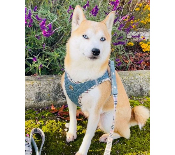 Denim & Beige Plaid - Step-In Denim Harness - XL