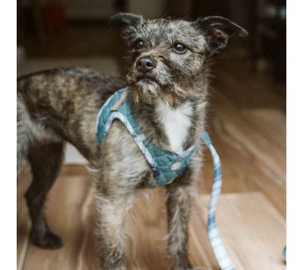 Denim & Blue Plaid - Step-In Denim Harness - Small