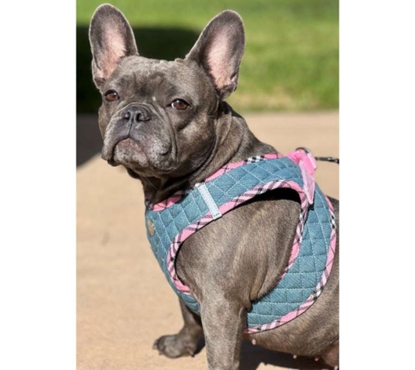 Denim & Pink Plaid - Step-In Denim Harness - XS