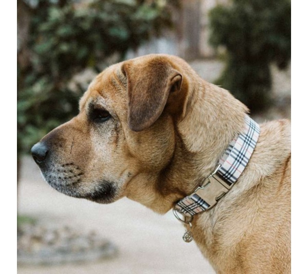Beige Plaid - Adjustable Collar - Medium