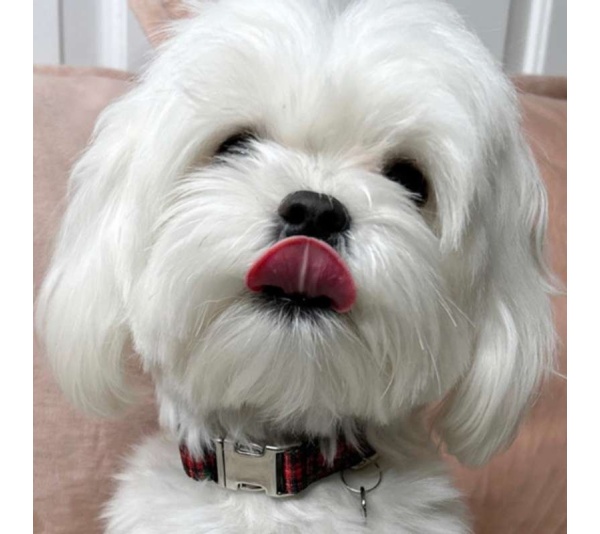 Red Plaid - Adjustable Collar - Large