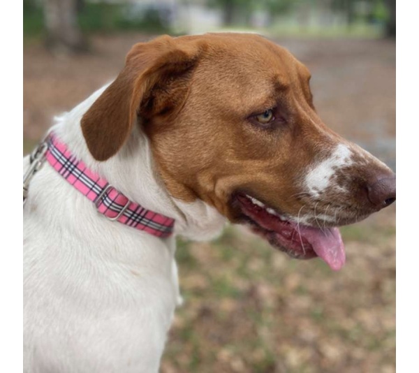Pink Plaid - Adjustable Collar - Medium