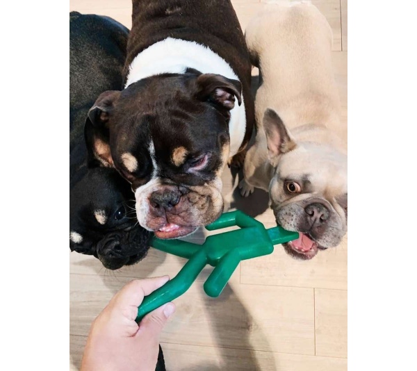 Dog Chew Toy - Stop & Go (24 PCS)