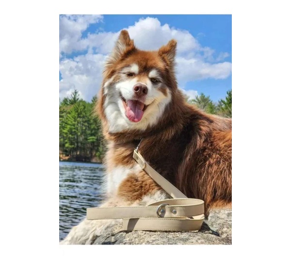 Champagne Fizz - Champagne Fizz Vegan Leather Dog Leash