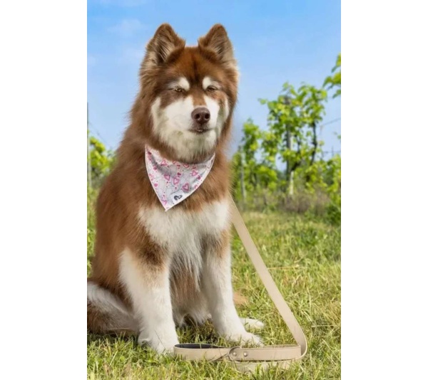 Cheers to Love Dog Bandana - S/M - 18in x 10in