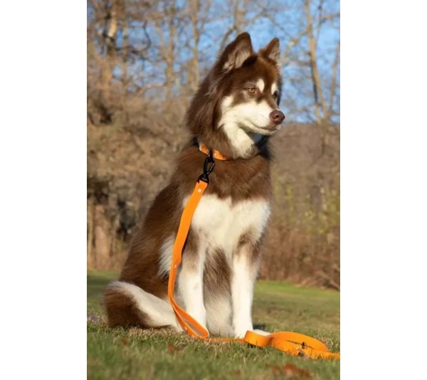 Crimson Glow Waterproof Dog Collar - 11 - 13 inch