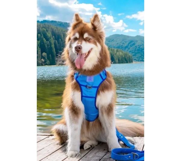 Dockside Adventures Ultimate Harness - Large