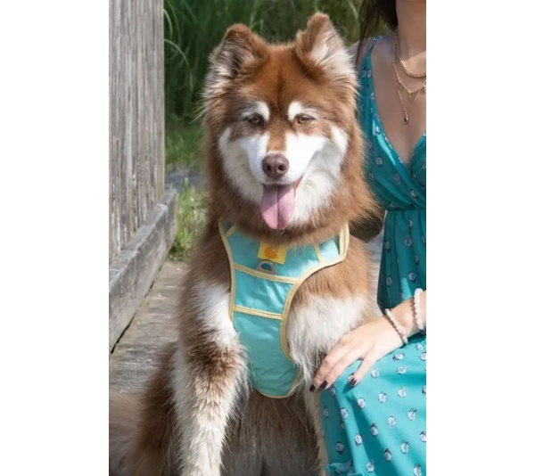 Island Vibes Ultimate Dog Harness - Large