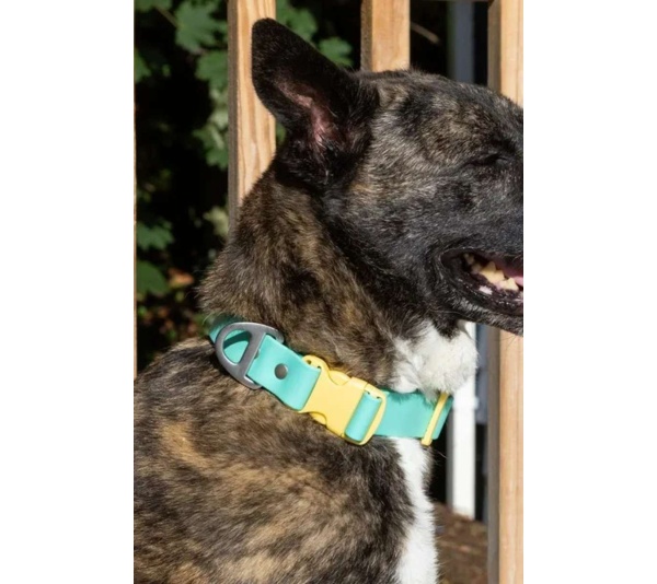 Island Vibes Waterproof Dog Collar - 13 - 15 inch