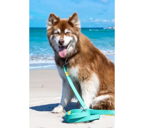Aqua / Yellow - Island Vibes Waterproof Dog Leash