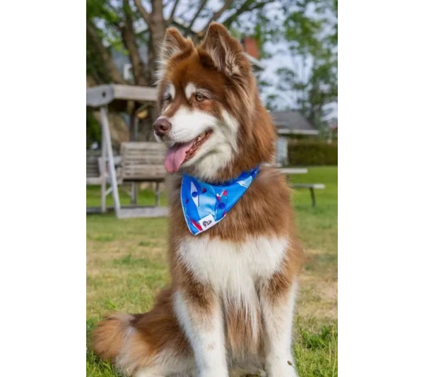 K9 Kayak Dog Bandana - S/M - 18in x 10in