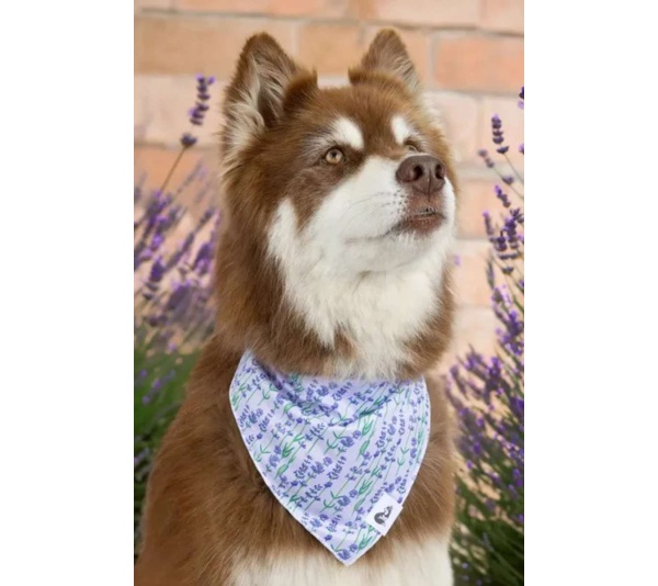 Lavender Blooms Dog Bandana - M/L - 27in x 13in