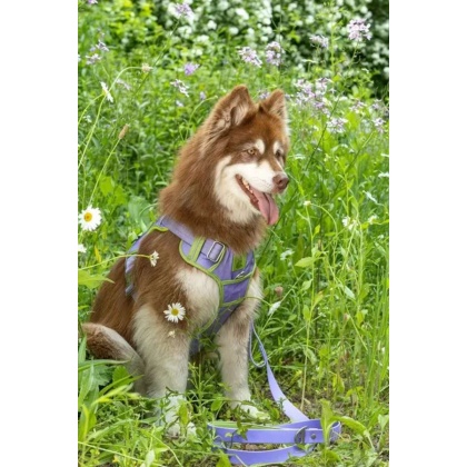 Lavender Garden Ultimate Dog Harness - Large