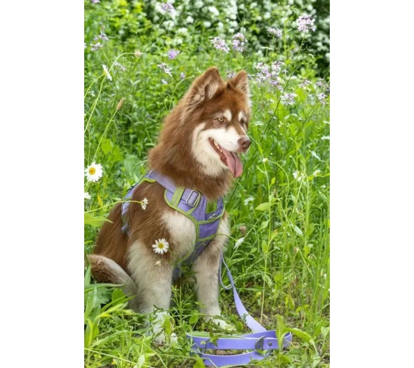 Lavender Garden Ultimate Dog Harness - Medium