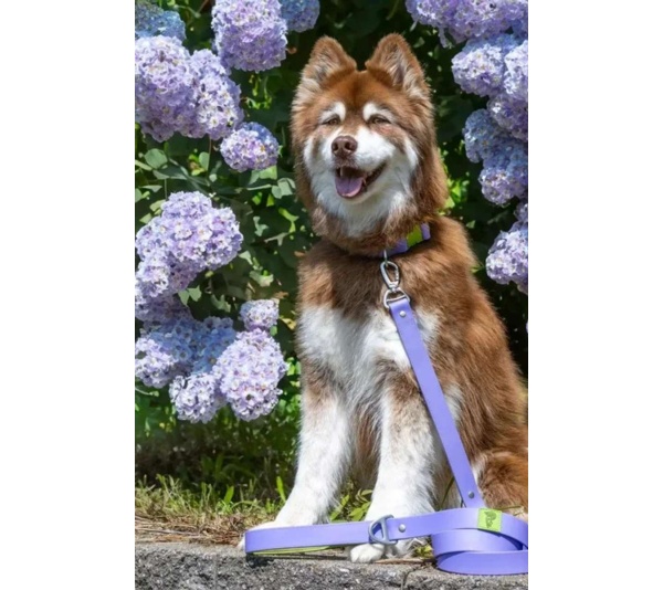 Lavender / Green - Lavender Garden Waterproof Dog Leash